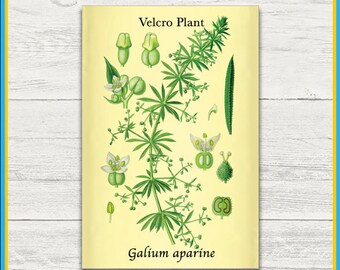 Velcro Plant, Plant Print | Galium aparine | Scientific Illustration | 4x6 Print | Wall Art | Postcard | Physical Print