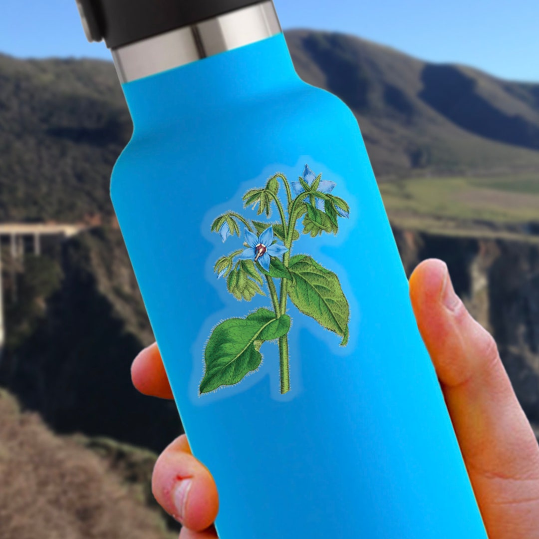 Borage Sticker | Borago Officinalis | Remastered Scientific ...
