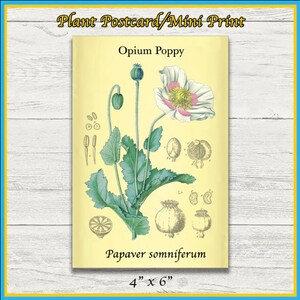 Schlafmohn Druck | Papaver somniferum | Remastered wissenschaftliche Illustration | 4x6 Druck | Wandkunst | Postkarte | Physischer Druck