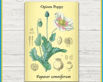 Opium Poppy Print | Papaver somniferum | Remastered Scientific Illustration | 4x6 Print | Wall Art | Postcard | Physical Print