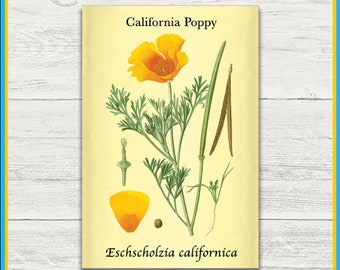 California Poppy Print | Eschscholzia californica | Remastered Scientific Illustration | 4x6 Print | Wall Art | Postcard | Physical Print