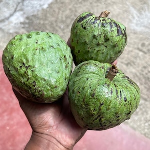 Op de afbeelding: Drie cherimoya-vruchten met een getextureerde, lichtgroene schil met donkerbruine vlekken en kleine, verhoogde bultjes. Elke vrucht heeft een ronde, hartvormige structuur en een korte, houtachtige steel aan de bovenkant met natuurlijke kleurvariaties.