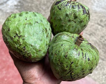 Semillas de chirimoya orgánica / Annona squamosa