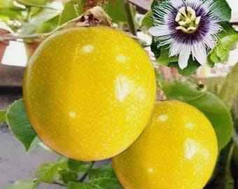 Semillas de maracuyá amarilla para jardinería doméstica