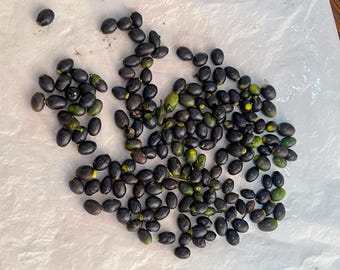 Más de 50 semillas de canela (Cinnamomum verum), variedad de rápido crecimiento, auténtica canela de Ceilán.
