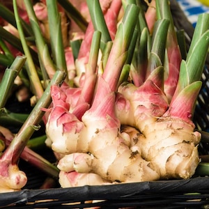 May include: Fresh ginger root with light beige skin and vibrant pinkish-red stems. The ginger rhizomes are knobby and segmented, featuring long, upright green stalks that transition into a deep reddish-pink hue at the base of each shoot.