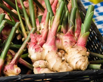 Rizomas de jengibre orgánico de Ceilán para plantar / Raíz de jengibre fresca en semilla, Zingiber officinale