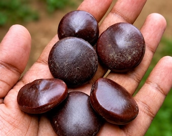 Semillas de Entada rheedii, semillas de Sueño Africano, ritual botánico de inspiración lúcida.