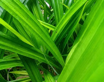 Hojas de pandano, hojas secas de pandano para té, saborizantes y fragancias para alimentos.