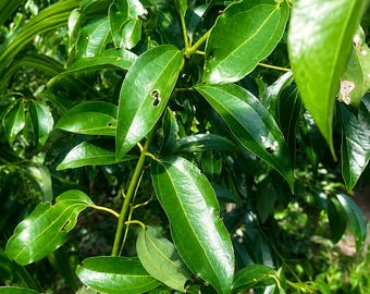Hojas de canela, hojas de canela puras recolectadas a mano para la elaboración de té.