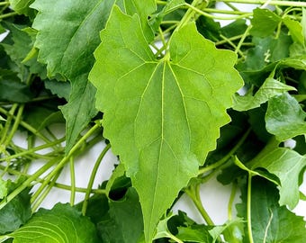Hojas de guaco, Mikania cordifolia seca, productos silvestres.