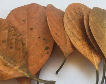 Hojas secas de yaca para el cuidado natural de peces betta y decoración de acuarios.