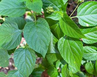 Hojas secas de Lantana Camara / Salvia silvestre de Ceilán (Herbal botánico)