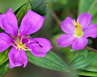 Heen Bovitiya Leaf Powder / Té de hierbas orgánico de Osbeckia Octandra, bienestar hepático