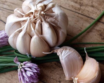 Bulbos de ajo italiano de variedad antigua para plantar / Ajo de cuello duro para semillas, cultivo orgánico de jardín.