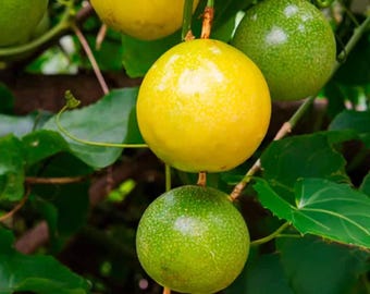 Semillas de maracuyá amarilla para jardinería doméstica
