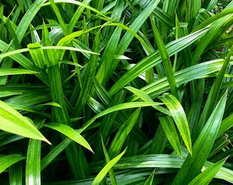 Hojas de pandano, hojas secas de pandano para té, saborizantes y fragancias para alimentos.