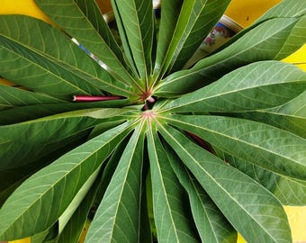 Hojas de yuca, hojas de yuca pura, hojas de mandioca cultivadas en casa