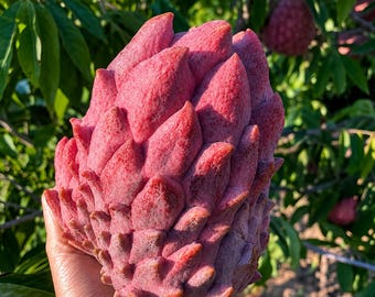 Más de 50 semillas raras de atemoya roja para plantar / Híbrido de árbol frutal tropical exótico
