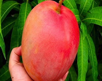 Semillas de mango Miyazaki, mangos tropicales, semillas de plantas vivas para jardín doméstico de Ceilán.