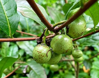 Más de 15 semillas de Camellia Sinensis / Arbusto de té verde, té de Ceilán