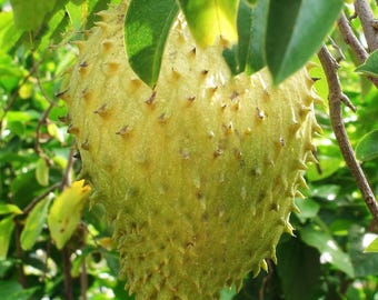 Semillas de guanábana/Annona Muricata/Semillas frescas/Graviola