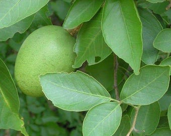 Hojas secas de bael para infusión / Hierba botánica Aegle marmelos, procedente de Ceilán