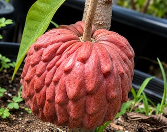 Semillas raras de atemoya roja para plantar / Híbrido de árbol frutal tropical exótico