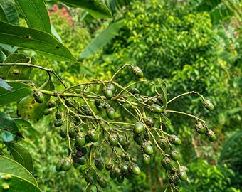 Más de 50 semillas de canela (Cinnamomum verum), variedad de rápido crecimiento, auténtica canela de Ceilán.