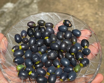 Más de 50 semillas de canela (Cinnamomum verum), variedad de rápido crecimiento, auténtica canela de Ceilán.