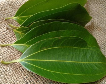 Hojas de canela, hojas de canela puras recolectadas a mano para la elaboración de té.