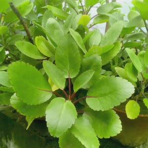 Puede incluir: Una planta Kalanchoe pinnata con numerosas hojas suculentas de color verde brillante y bordes serrados. El follaje está dispuesto en un racimo denso y tupido, con tallos de color marrón rojizo que conectan las hojas a la estructura central.
