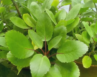 Hojas milagrosas secas, hojas sueltas para hacer té.
