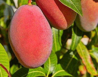 2 semillas de mango Miyazaki, mangos tropicales, semillas de plantas vivas para jardín doméstico de Ceilán.