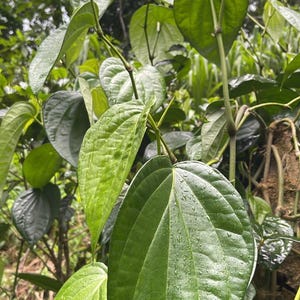 Puede incluir: Una planta de betel de color verde vibrante con hojas brillantes en forma de corazón y venas prominentes. La planta tiene múltiples tallos y follaje de varios tonos de verde, con pequeñas gotas de agua sobre las hojas texturizadas.