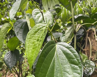Hojas de betel, hojas secas de Daun sirih, hoja de Paan