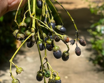 Más de 50 semillas de canela (Cinnamomum verum), variedad de rápido crecimiento, auténtica canela de Ceilán.