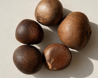 Semillas de Camellia Sinensis / Arbusto de té verde, té de Ceilán