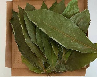 Hojas de Aguacate, Hojas De Aguacate para té, usos culinarios