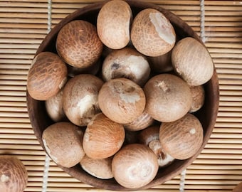 Nueces de betel enteras (Areca Catechu) / Supari de Ceilán de grado A, nueces naturales secas