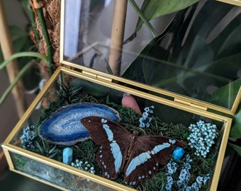 Vitrine féerique avec papillon bleu, fleurs et pierres précieuses | Cabinet de curiosité