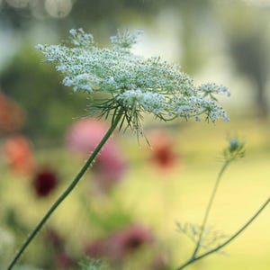Könnte beinhalten: Eine einzelne weiße Blüte mit zarten Blütenblättern blüht in einem Feld aus verschwommenen grünen und rosa Blüten. Die Blüte ist scharf, während der Hintergrund weich und unscharf ist.