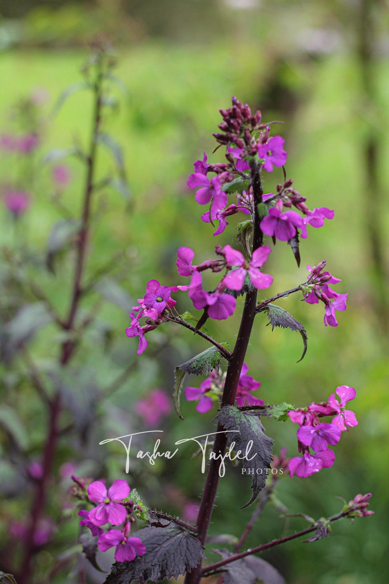 Lunaria 'Chedglow' Bio Saatgut Bild 3