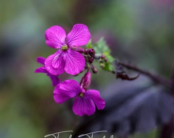 Lunaria 'Chedglow' - Saatgut