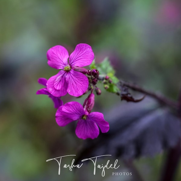 Lunaria 'Chedglow' - organic seeds