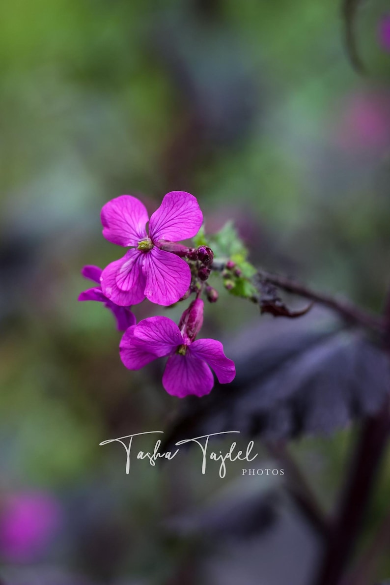 Lunaria 'Chedglow' Bio Saatgut Bild 1