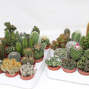 Kakteen Mix mit 20 Pflanzen im 5,5cm Topf