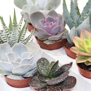 Könnte beinhalten: Eine Sammlung von sechs kleinen Sukkulenten in verschiedenen Grüntönen, Rosa und Weiß. Die Sukkulenten sind in einer Reihe auf einer weißen Oberfläche angeordnet.