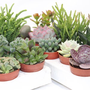 Succulent mix with 10 plants in a 5.5 cm pot