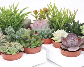 Succulent mix with 10 plants in a 5.5 cm pot